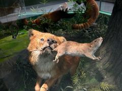 -国家自然博物馆