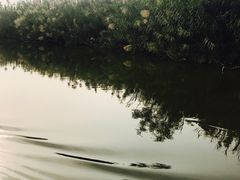 -大湾区中央湿地公园