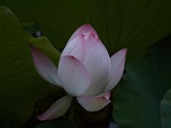 -莫催咖啡