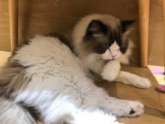 -滚猫咖啡·猫咖·猫友好撸猫(未来城店)