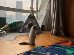 -宠爱国际动物医院· 猫科· 外科·中兽医(长白店)