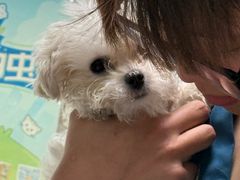 -嘉馨宠物医院·CT影像转诊·心脏科·犬猫全科诊疗中心(下沙大学城院区)
