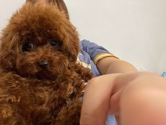 -翊宠yipet猫狗购宠庄园犬舍•猫舍