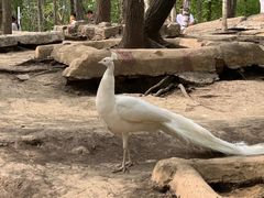 -哈尔滨北方森林动物园