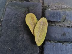 -上海佘山国家森林公园天马山园