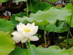 -石家庄市植物园