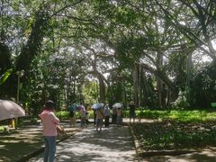 -瑞丽独树成林风景区