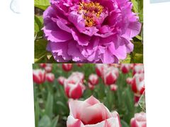 -洛阳郁金香牡丹园