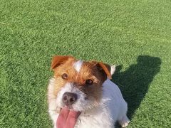 -北京京卫宠物寄养训练中心