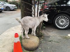 -小小饭店·休闲农庄·安吉松树林里的农家菜