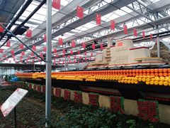 -兰陵国家农业公园