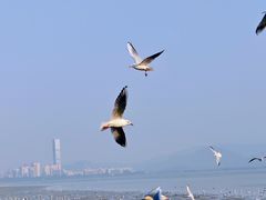 -深圳湾公园(南山区)