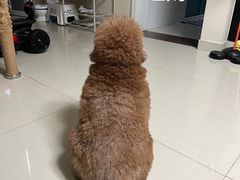 -咕噜咕噜宠物医院·CT·肿瘤科·骨科(前海院)