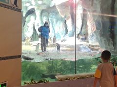 -帝企鹅自助餐厅•儿童岛•真企鹅(长隆企鹅酒店)