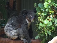 -费瑟代尔野生动物园