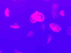 -多彩贵州城极地海洋世界