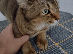 -北京观赏动物医院·24小时大型综合·猫专科·异宠专科