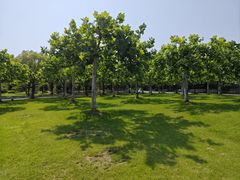 -上海海湾国家森林公园