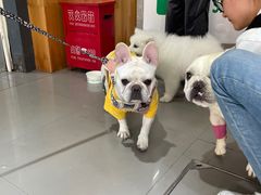 -爱侣宠医·鹦鹉专科·小型哺乳类·异宠专科(灵石路店)