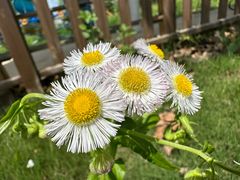 -洪湖湿地生态园