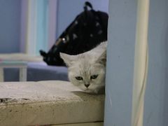 -喵的天空名猫咖啡馆·撸猫·猫舍·用品