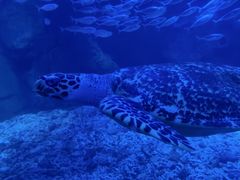 -太平洋海底世界