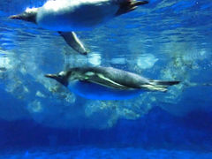 -凯莉-塔尔敦海洋生物水族馆