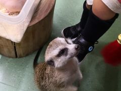 -藦茜花园宠物主题亲子互动体验馆(国顺东路店)