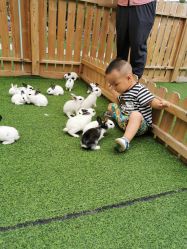 -萌宠亲子动物乐园(槐房万达店)