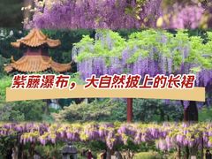 -嘉定紫藤园