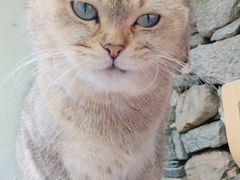 -喵屿·大理花园猫咖