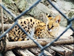 -大连森林动物园