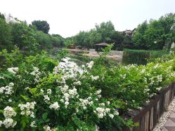 -芙蓉花月子会所(朝阳区店)