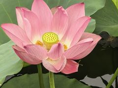 -中山市树木园
