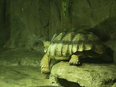 -西安曲江海洋极地公园