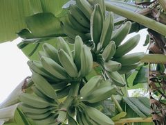 -云溪植物园