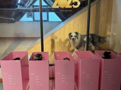 -翊宠yipet猫狗购宠庄园犬舍•猫舍