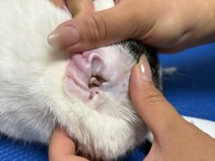 -博特宠物医院24h犬猫全科.骨科·异宠