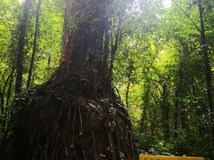 -莫里热带雨林景区