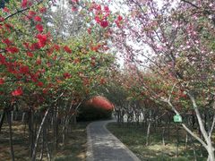 -洛阳市隋唐城遗址植物园