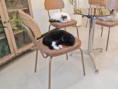 -共舞时光猫咖·狗咖(新街口店)