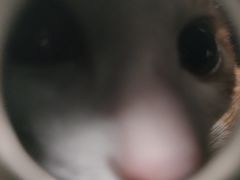 -瑞派康怡24h宠物医院·犬猫医疗中心·微创绝育(瑞景分院)