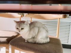 -平行世界·猫咖(首经贸店)