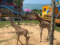 -西霞口神雕山野生动物世界