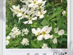 -十里琅珰
