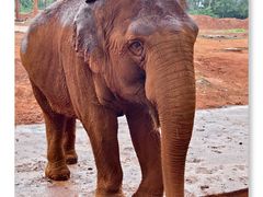 -海南热带野生动植物园
