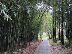 -广州市石门国家森林公园