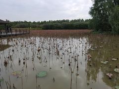 -大湾区中央湿地公园