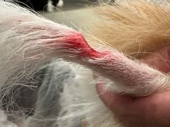 -瑞派申生动物医院·24H夜诊·国际动物医疗中心·骨外科(吴中路店)