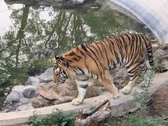 -石家庄市动物园